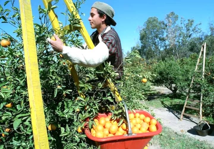 8 de octubre. Por qué se celebra hoy el Día de Trabajador Rural