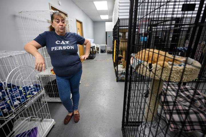 Feline Community Network offers cats a second chance