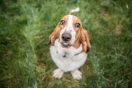 13 Goofy Dog Breeds That Always Cause A Scene