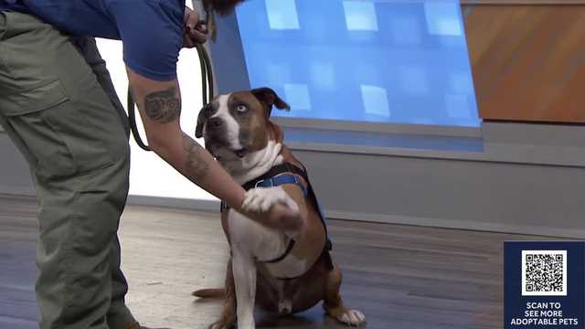 Bandit at Halifax Humane Society is looking for a home
