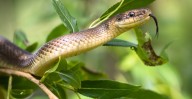 11-Year-Old Boy Dies From Snakebite After Father Sent Him To Bed To “Sleep It Off” Thinking He Was Drunk
