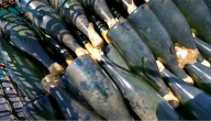 Lake Erie underwater wine aging: Mazza Vineyards unveils unique sparkling