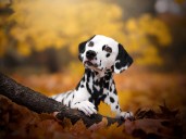 What's Updog? Datadog's new tool tells you which apps are down