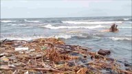 Ganado Muerto Llega a Playa de Coatzacoalcos Presuntamente por Inundaciones al Norte de Veracruz