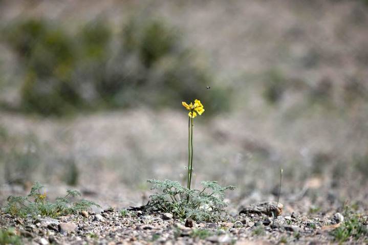 Desde el Mirador del Desierto Florido: Municipalidad de Vallenar y Chilquinta dan la bienvenida a la temporada de observación de flores