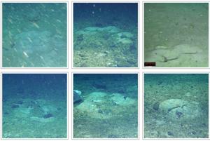 Underwater robot discovers icefish nests while searching for lost ship