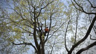 Can you trim a neighbor's tree from your yard in Illinois?