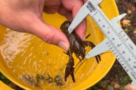 Rescued crayfish released back into river