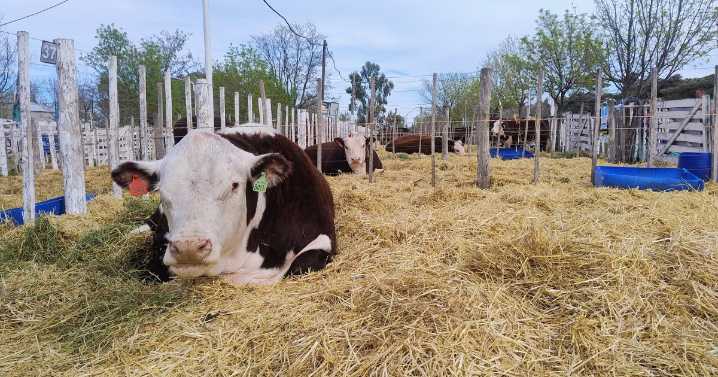 Alimentos balanceados: el toque que faltaba para una dieta ideal en el campo