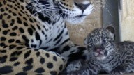 November events planned for debut of Alexandria Zoo's jaguar cub