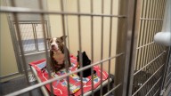 Rescued Dogs from Louisville drug raid getting baths, love