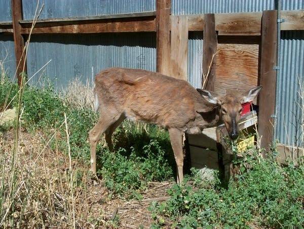 U of M research targets how CWD persists and spreads