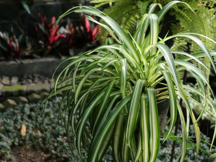 Adiós a la lengua de suegra: la planta de interior que purifica el aire y no es tóxica para mascotas
