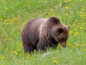 Warning issued over grizzly with jaw deformity in Banff National after interactions with visitors