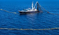 Prohíben captura de tiburón en pesca incidental