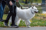 Volunteers Needed To Walk Dogs at Yakima Humane Society