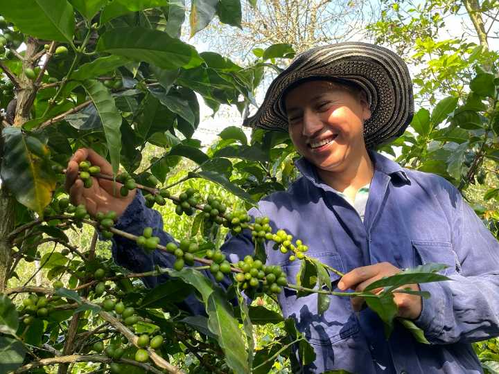Con variedad de perfiles y sabores 12 empresas caucanas participan en Cafés de Colombia Expo 2025