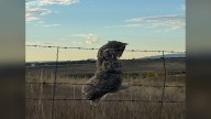 Great Horned Owl stuck in barbed wire fence in Lakewood rescued