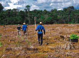El experimento agrícola que quiere devolver el verde a la Amazonía deforestada
