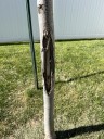 Crack in linden trunk not ideal but not dire