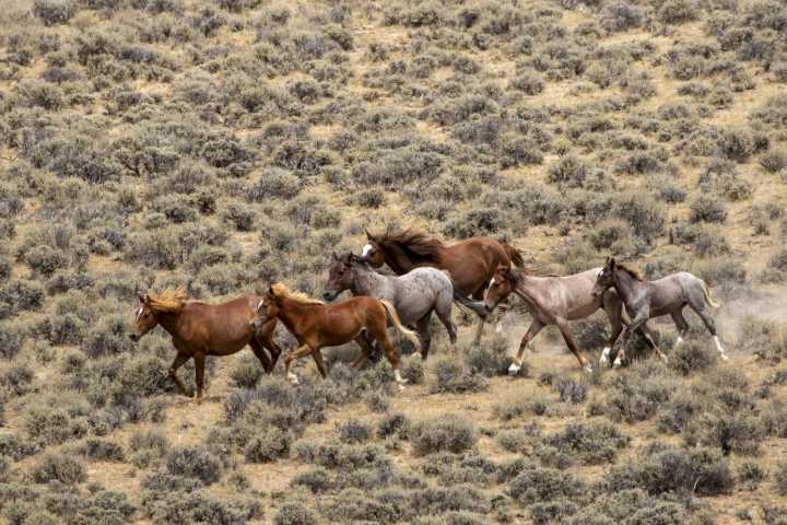 Gridlocked: In Wyoming’s Red Desert, the checkerboard has fueled a wild horse stalemate