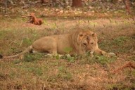 Gujarat: Lioness drowns in Junagadh canal