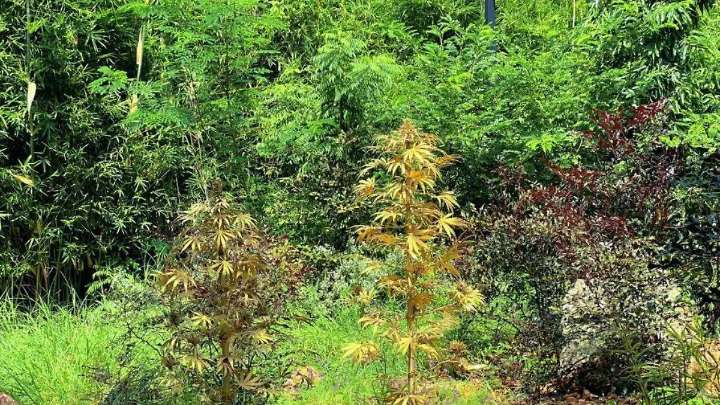 Inserción de la Cannabis Sativa: un susurro de libertad en el Jardín Botánico