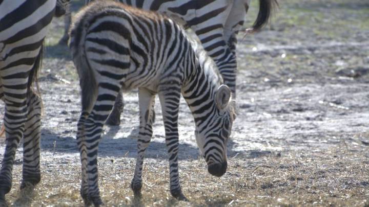 Three zebra foals born at Six Flags Wild Safari in New Jersey