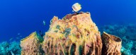 Ancient Signal Confirms What The Very First Animals Truly Looked Like