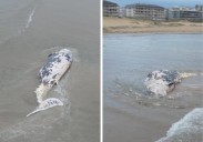 Aparece el cadáver de una ballena de Cuvier en la playa Salvé de Laredo