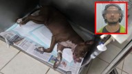 Detienen a sujeto que golpeó y ahorcó a su mascota en Ciudad Juárez