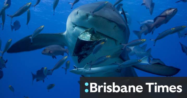 Queensland: Shark nets ‘don’t actually do anything’. Why are we using them?