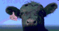 Oklahoma ranchers say Trump’s beef import idea adds uncertainty to cattle market