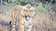Tiger kills man in Mysuru village, second case in a month