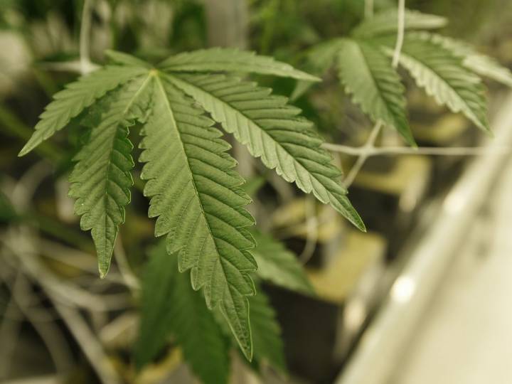 Opinion: How cannabis can help Canada reach export ambitions