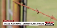 Trade war impacting Missouri farmers and ranchers