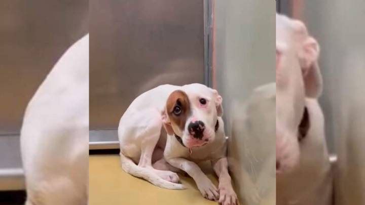 Kansas Shelter Dog Trembles In Fear Until One Woman Gives Her Hope
