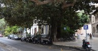 Pacma sobre el fin de los coches de caballo en Málaga: "La ciudad da un paso histórico hacia la modernidad"