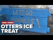 Seattle Aquarium dives into Mariners mania with otterly delightful support!