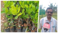 Kasaragod’s Cashew Revolution: Kerala’s Plantation Corporation Tests New Farming Models For Better Yield