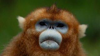 China's rare golden monkeys debut at European zoos, a possible successor to 'panda diplomacy'