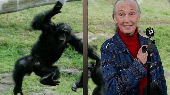 Jane Goodall reveals how she wants to be remembered in Netflix series