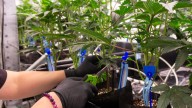 Two auto industry veterans turn over a new leaf with cannabis business