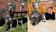 Family In Massachusetts Gifts A Dog To Their Son, Documenting Her Remarkable Growth