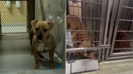 New York Shelter Mama Dog Shows Heartfelt Compassion By Comforting A Crying Puppy Through The Bars