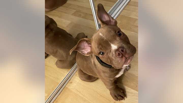 'Buddy' the dog missing, stolen by Seattle neighbor