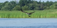 Study shows osprey chicks are starving; conservationists question connection to menhaden fishing