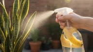 Por qué hay que rociar la lengua de suegra con agua y cáscaras de banana