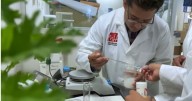 Universitarios de la FES Zaragoza, crean gel contra mosquitos que transmiten dengue, zika y chikungunya