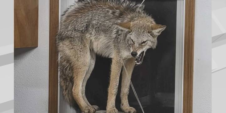 Wild Encounter: North Dakota man films coyote in garage showdown